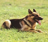 Adestramento de cães em Cidade Tiradentes