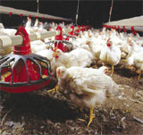Avícolas em Cidade Tiradentes